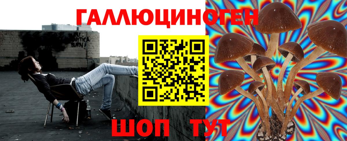 Хасавюрт  Галлюциногенные грибы Cubensis  Вход с VPN 